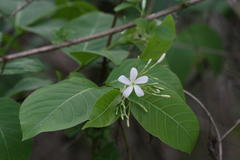 Holarrhena pubescens